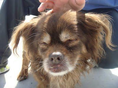 ABU - tiene 16 años y está medio ciego - Madrid - Urgente!!! ABU - tiene 16 años y está medio ciego - Madrid - Urgente!!!