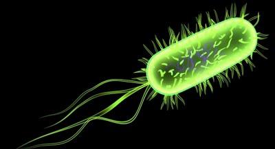 Evidencias forenses señalan que la súper-bacteria escherichia coli fue creada por bioingeniería para producir muertes humanas