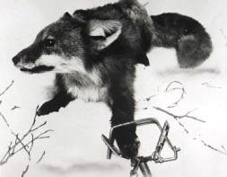 Cuando los animales eran alimañas Cuando los animales eran alimañas