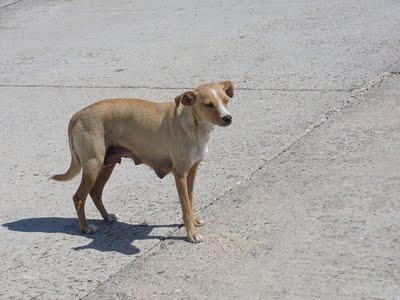 Perra con 4 cachorritos, lleva año y medio en la calle. SOS. (Toledo) Perra con 4 cachorritos, lleva año y medio en la calle. SOS. (Toledo)