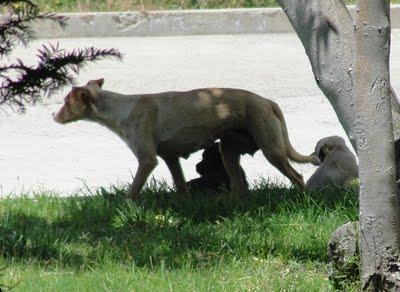 Perra con 4 cachorritos, lleva año y medio en la calle. SOS. (Toledo) Perra con 4 cachorritos, lleva año y medio en la calle. SOS. (Toledo)