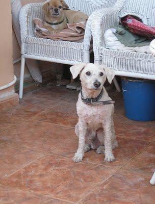 Viejitos 13 años, se los lleva perrera!!! SUS DUEÑOS SE HAN DESENTENDIDO. (CADIZ) Viejitos 13 años, se los lleva perrera!!! SUS DUEÑOS SE HAN DESENTENDIDO. (CADIZ)