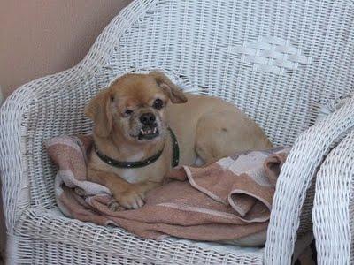 Viejitos 13 años, se los lleva perrera!!! SUS DUEÑOS SE HAN DESENTENDIDO. (CADIZ) Viejitos 13 años, se los lleva perrera!!! SUS DUEÑOS SE HAN DESENTENDIDO. (CADIZ)