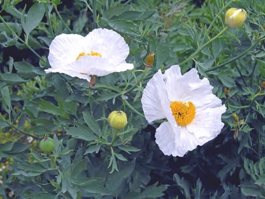 Romneya suave aroma a vainilla Romneya suave aroma a vainilla