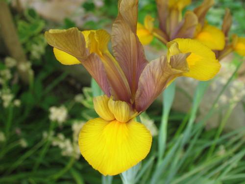 Los hermosos Iris o Lirios