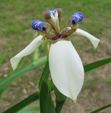 Los hermosos Iris o Lirios