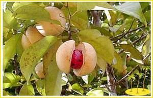Nuez moscada combate vomito,gastritis,hemorroides Nuez moscada combate vomito,gastritis,hemorroides