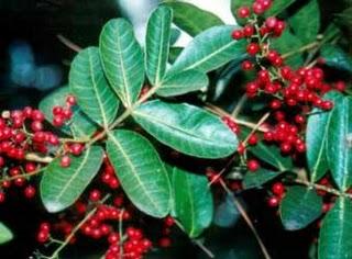 Lo último en anticelulíticos: Pimienta rosa Lo último en anticelulíticos: Pimienta rosa