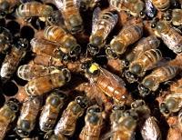 Marcado de abejas reina