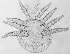 ANATOMÍA Y BIOLOGÍA DE LA VARROA JACOBSONI