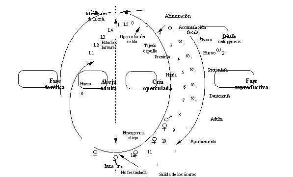 ANATOMÍA Y BIOLOGÍA DE LA VARROA JACOBSONI