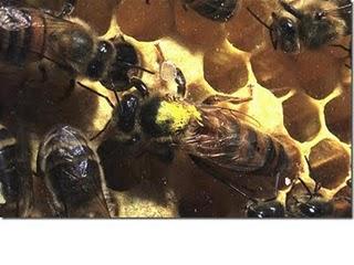 La royalactina es la responsable de la diferenciación de la abeja reina