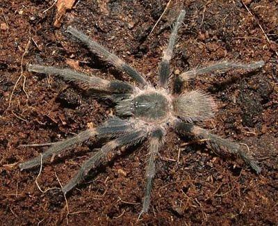 Nueva especie de tarántula lleva el nombre de Rubén Blades