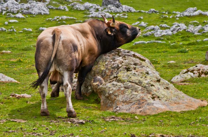 De Sobrevitsa a Sobia, en Teverga.  Por Max.