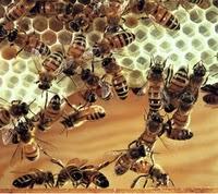 ¿Cómo produce cera la abeja?