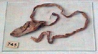 El origen del preservativo El origen del preservativo