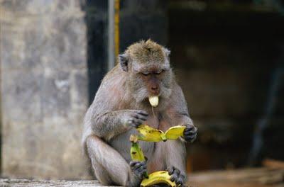 Neuronas en espejo y empatía Neuronas en espejo y empatía