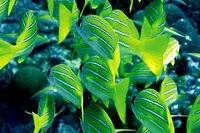 Colores del Agua Colores del Agua