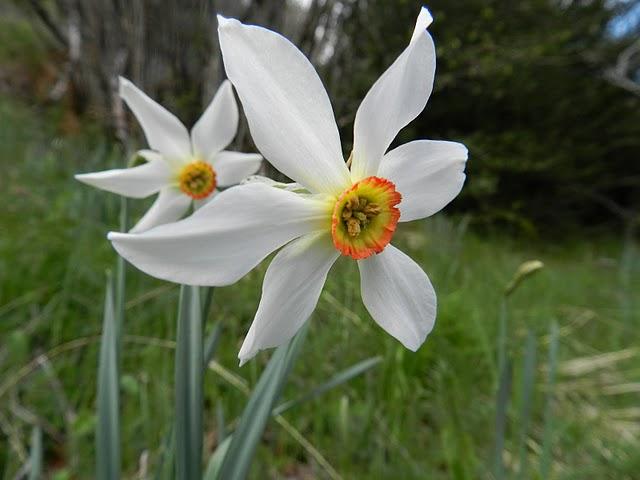 Flores para toda la chavalería