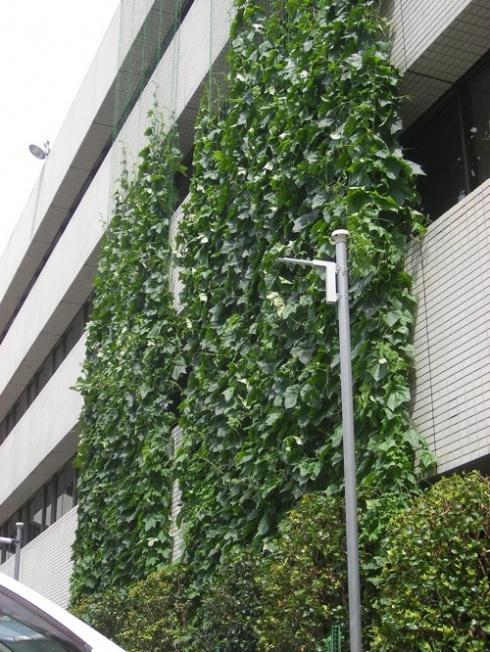 Cortina Verde Cortina Verde