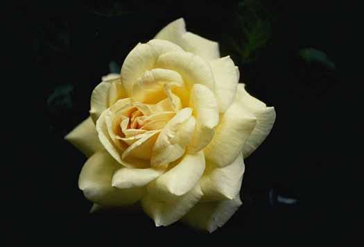 Vidas: La Rosa Blanca.