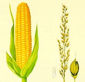 ¡Hemos empezado la alimentación complementaria!. ¡Hemos empezado la alimentación complementaria!.