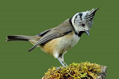 Herrerillo capuchino - Parus cristatus Herrerillo capuchino - Parus cristatus