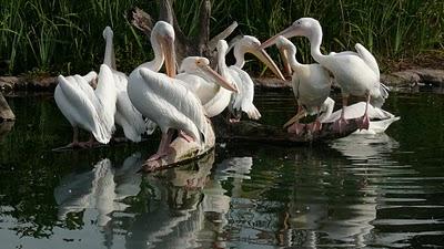 Asimov, texto 2: Los Griegos, el Ideal Abstracto y Nuestros Modernos Asimov, texto 2: Los Griegos, el Ideal Abstracto y Nuestros Modernos