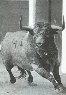 Toros sí