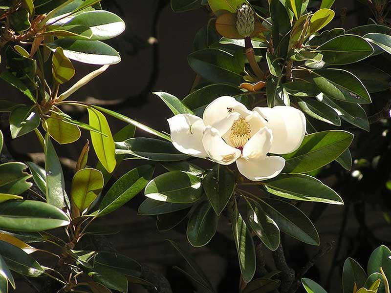 10-magnolio Flores de verano, julio