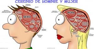 cerebro_hombre_y_mujer Un código siempre recomendable: El Código X-Y.