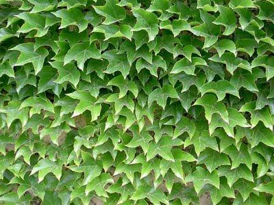 Parthenocissus Parthenocissus