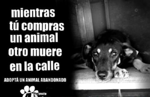 No los abandones No los abandones