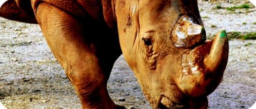 rino ¡Atención! ¡Gran truco para potenciar la creatividad!