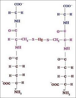 Mercury-glutathione complex