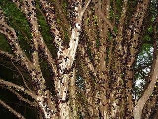 El Árbol Uva o Jabuticaba