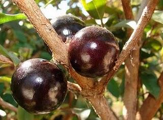 El Árbol Uva o Jabuticaba