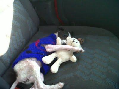 SEVILLA - Un grito de auxilio para ellos, es urgente. SEVILLA - Un grito de auxilio para ellos, es urgente.