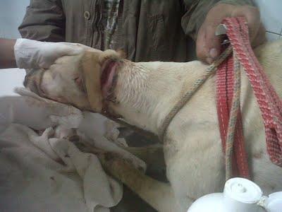 SEVILLA - Un grito de auxilio para ellos, es urgente. SEVILLA - Un grito de auxilio para ellos, es urgente.