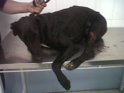 SEVILLA - Un grito de auxilio para ellos, es urgente. SEVILLA - Un grito de auxilio para ellos, es urgente.