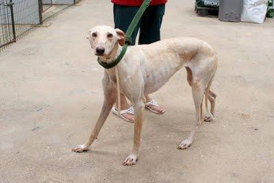 SEVILLA - Un grito de auxilio para ellos, es urgente. SEVILLA - Un grito de auxilio para ellos, es urgente.