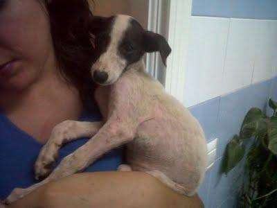 SEVILLA - Un grito de auxilio para ellos, es urgente. SEVILLA - Un grito de auxilio para ellos, es urgente.