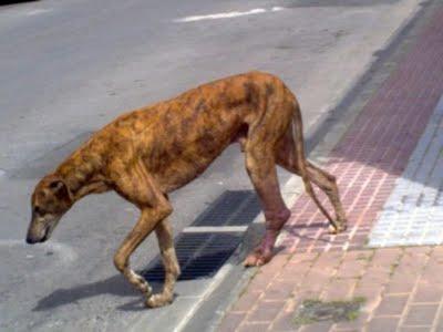 SEVILLA - Un grito de auxilio para ellos, es urgente. SEVILLA - Un grito de auxilio para ellos, es urgente.