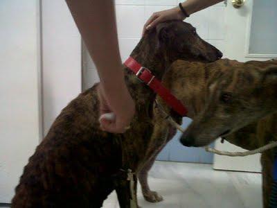 SEVILLA - Un grito de auxilio para ellos, es urgente. SEVILLA - Un grito de auxilio para ellos, es urgente.