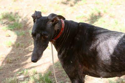 SEVILLA - Un grito de auxilio para ellos, es urgente. SEVILLA - Un grito de auxilio para ellos, es urgente.