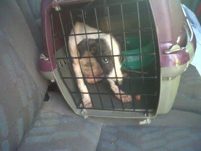 SEVILLA - Un grito de auxilio para ellos, es urgente. SEVILLA - Un grito de auxilio para ellos, es urgente.