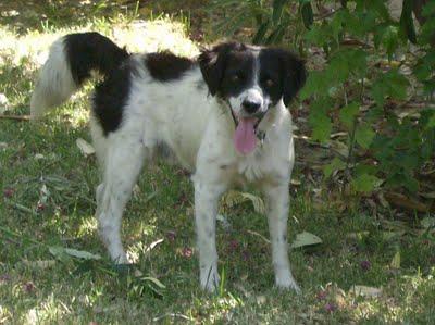 SALVADO DE LA AUTOPISTA, NECESITA ACOGIDA URGENTE. SALVADO DE LA AUTOPISTA, NECESITA ACOGIDA URGENTE.