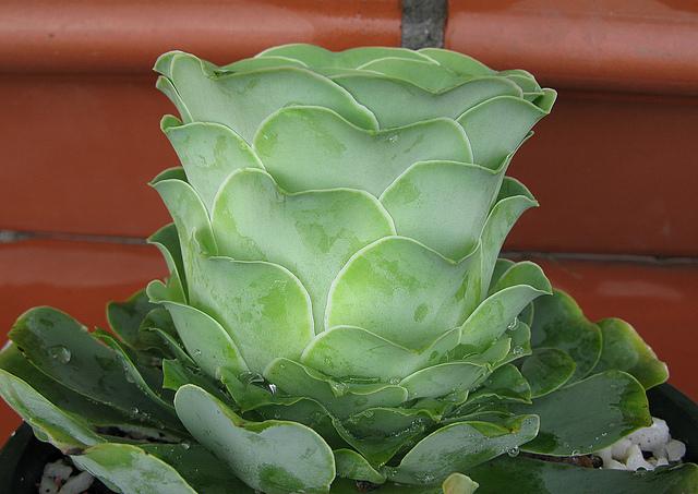 Greenovia diplocycla Greenovia diplocycla