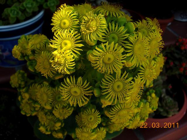 Greenovia diplocycla Greenovia diplocycla