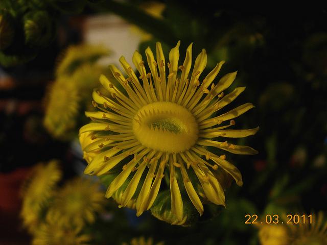 Greenovia diplocycla Greenovia diplocycla